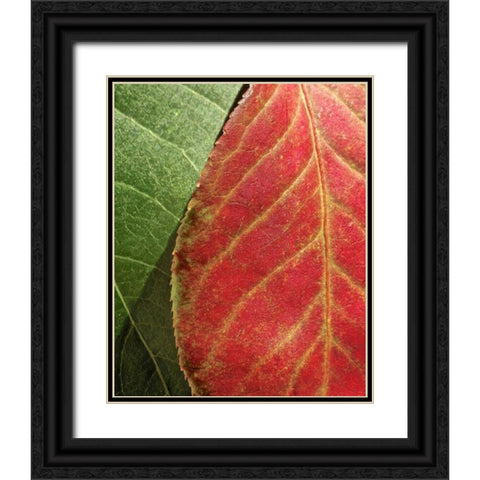 Fall Colors III Black Ornate Wood Framed Art Print with Double Matting by Burkhart, Monika