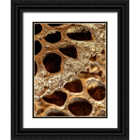 Lotus Pods II Black Ornate Wood Framed Art Print with Double Matting by Burkhart, Monika