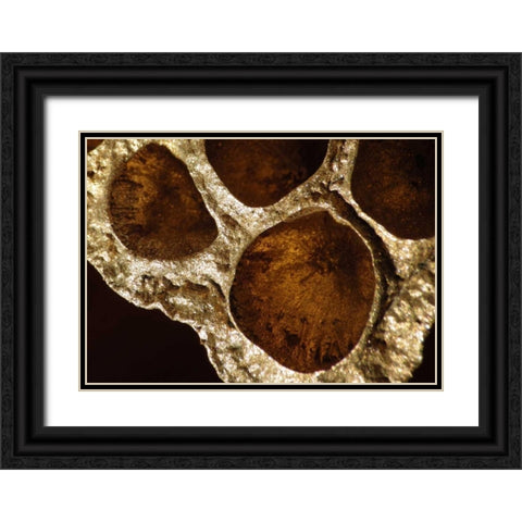 Lotus Pods IV Black Ornate Wood Framed Art Print with Double Matting by Burkhart, Monika
