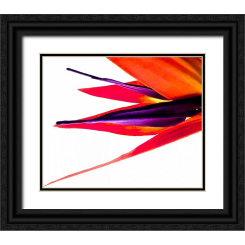 Bird of Paradise V Black Ornate Wood Framed Art Print with Double Matting by Burkhart, Monika