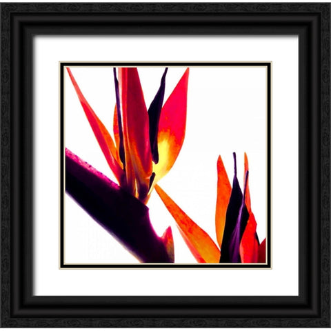 Bird of Paradise VI Black Ornate Wood Framed Art Print with Double Matting by Burkhart, Monika