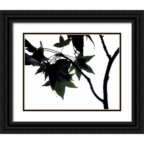 Maple Branch I Black Ornate Wood Framed Art Print with Double Matting by Burkhart, Monika