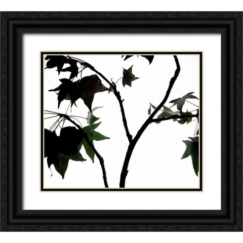 Maple Branch II Black Ornate Wood Framed Art Print with Double Matting by Burkhart, Monika