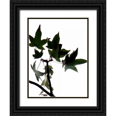Maple Branch III Black Ornate Wood Framed Art Print with Double Matting by Burkhart, Monika