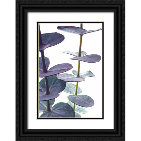 Eucalyptus I Black Ornate Wood Framed Art Print with Double Matting by Burkhart, Monika