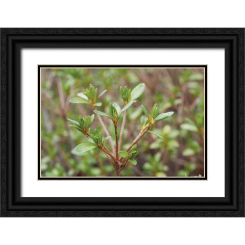 Spring Leaves I Black Ornate Wood Framed Art Print with Double Matting by Berzel, Erin