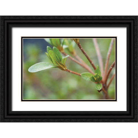 Spring Leaves II Black Ornate Wood Framed Art Print with Double Matting by Berzel, Erin