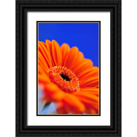 Compliments II Black Ornate Wood Framed Art Print with Double Matting by Berzel, Erin