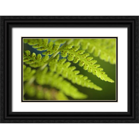 Spring Growth I Black Ornate Wood Framed Art Print with Double Matting by Berzel, Erin