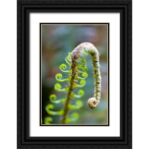Spring Growth II Black Ornate Wood Framed Art Print with Double Matting by Berzel, Erin