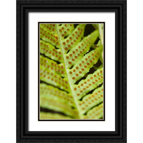 Spring Growth III Black Ornate Wood Framed Art Print with Double Matting by Berzel, Erin