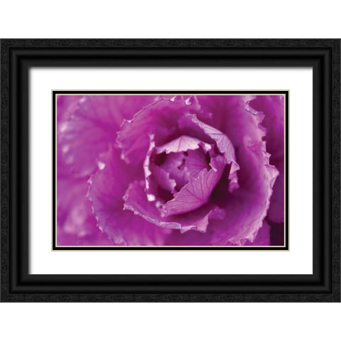 Purple Cabbage Black Ornate Wood Framed Art Print with Double Matting by Berzel, Erin