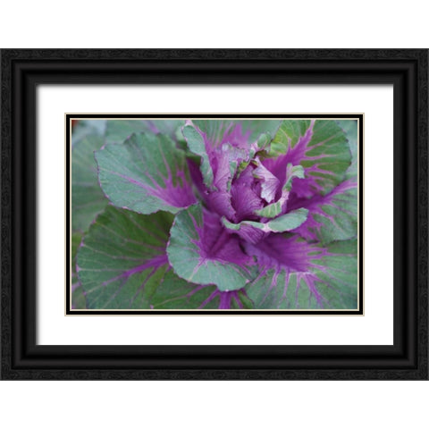 Cabbage Plant Black Ornate Wood Framed Art Print with Double Matting by Berzel, Erin