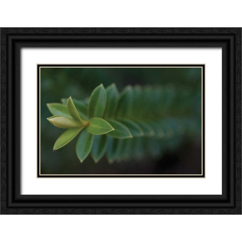 Green Leaves II Black Ornate Wood Framed Art Print with Double Matting by Berzel, Erin