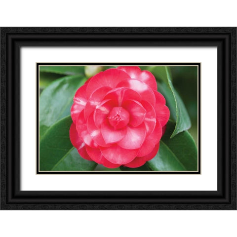 Camellia Flower I Black Ornate Wood Framed Art Print with Double Matting by Berzel, Erin