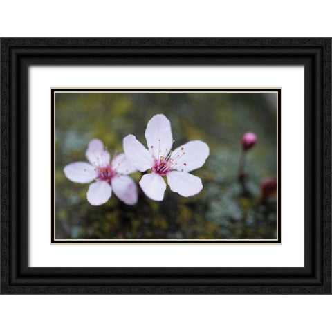 Portland Cherry Blossom II Black Ornate Wood Framed Art Print with Double Matting by Berzel, Erin