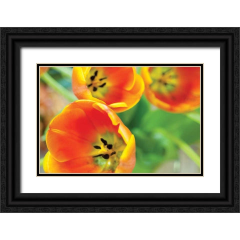 Orange Tulips II Black Ornate Wood Framed Art Print with Double Matting by Berzel, Erin