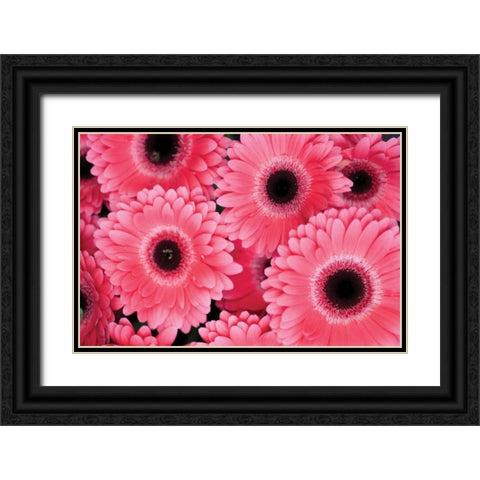 Pink Gerbera Daisies III Black Ornate Wood Framed Art Print with Double Matting by Berzel, Erin
