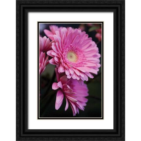 Pink Gerbera Daisies IV Black Ornate Wood Framed Art Print with Double Matting by Berzel, Erin
