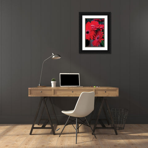 Red Gerbera Daisies I Black Ornate Wood Framed Art Print with Double Matting by Berzel, Erin