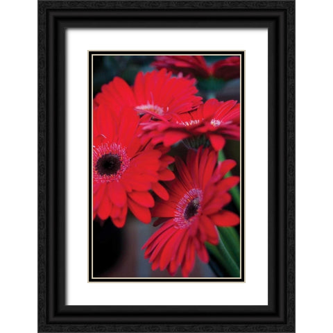 Red Gerbera Daisies I Black Ornate Wood Framed Art Print with Double Matting by Berzel, Erin