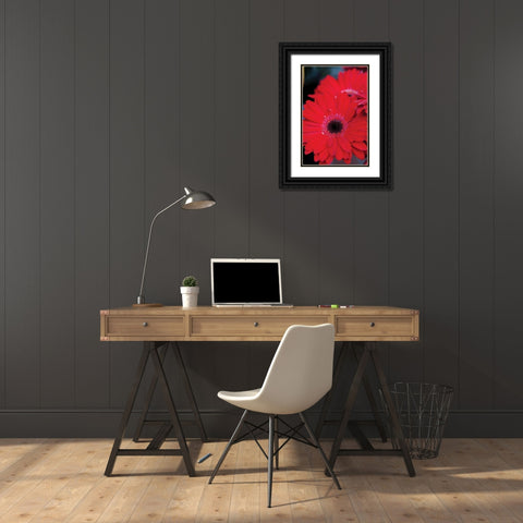Red Gerbera Daisies II Black Ornate Wood Framed Art Print with Double Matting by Berzel, Erin
