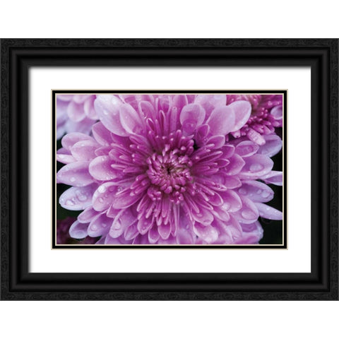 Purple Mum II Black Ornate Wood Framed Art Print with Double Matting by Berzel, Erin