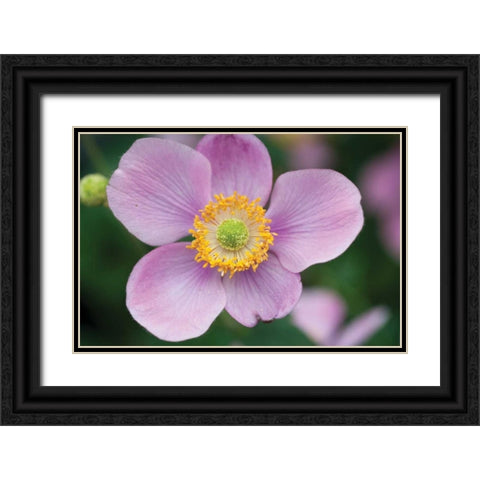 Anemone I Black Ornate Wood Framed Art Print with Double Matting by Berzel, Erin