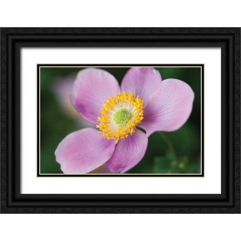 Anemone II Black Ornate Wood Framed Art Print with Double Matting by Berzel, Erin