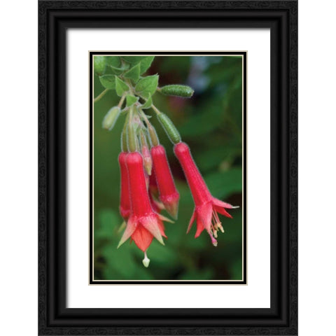 Fuchsia Bloom I Black Ornate Wood Framed Art Print with Double Matting by Berzel, Erin