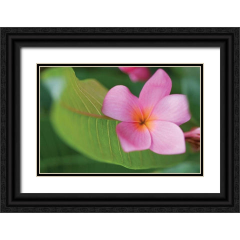 Plumeria I Black Ornate Wood Framed Art Print with Double Matting by Berzel, Erin
