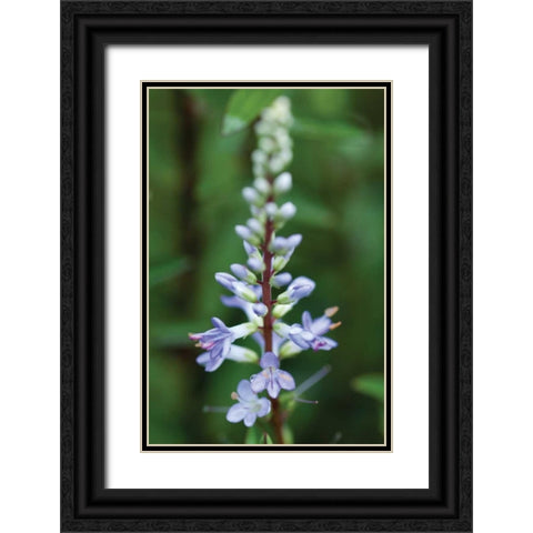 In the Garden I Black Ornate Wood Framed Art Print with Double Matting by Berzel, Erin