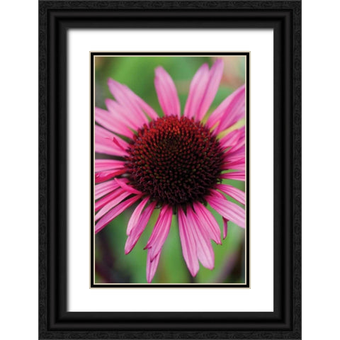 Echinacea III Black Ornate Wood Framed Art Print with Double Matting by Berzel, Erin