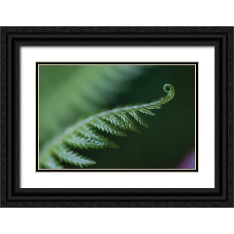 Fern Detail I Black Ornate Wood Framed Art Print with Double Matting by Berzel, Erin