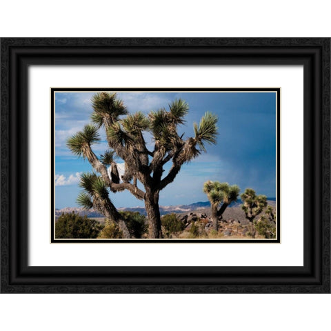 Joshua Tree VI Black Ornate Wood Framed Art Print with Double Matting by Berzel, Erin
