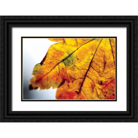 Autumn Colors I Black Ornate Wood Framed Art Print with Double Matting by Berzel, Erin