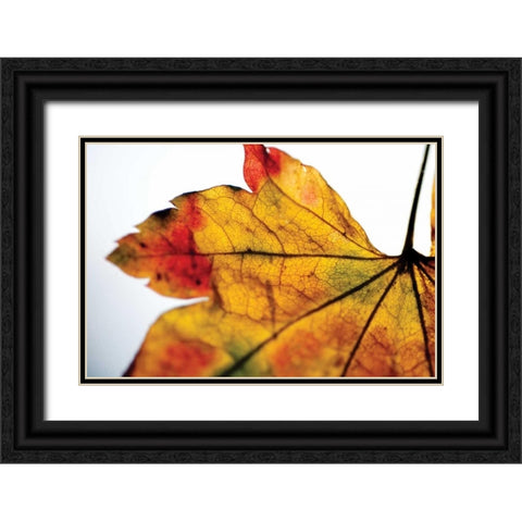 Autumn Colors II Black Ornate Wood Framed Art Print with Double Matting by Berzel, Erin