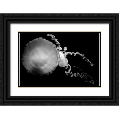 Jellyfish Glow IX Black Ornate Wood Framed Art Print with Double Matting by Berzel, Erin