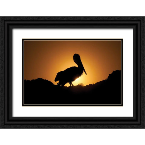 Pelican Silhouette I Black Ornate Wood Framed Art Print with Double Matting by Berzel, Erin