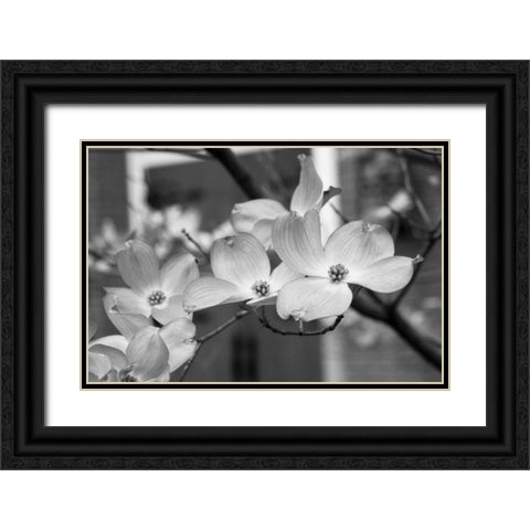 Dogwood Blossoms II BW Black Ornate Wood Framed Art Print with Double Matting by Berzel, Erin