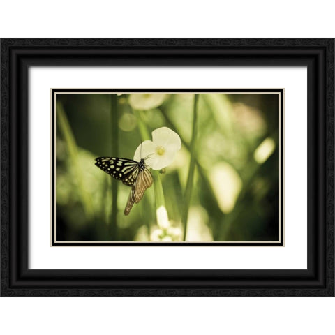 Butterfly I Black Ornate Wood Framed Art Print with Double Matting by Berzel, Erin