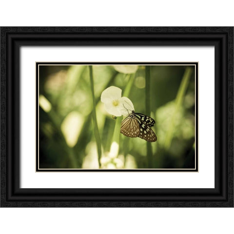 Butterfly II Black Ornate Wood Framed Art Print with Double Matting by Berzel, Erin