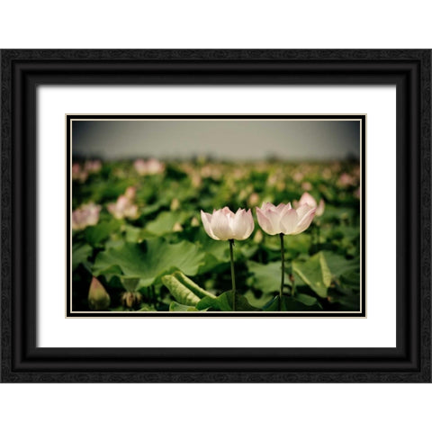 Lotus Flowers I Black Ornate Wood Framed Art Print with Double Matting by Berzel, Erin