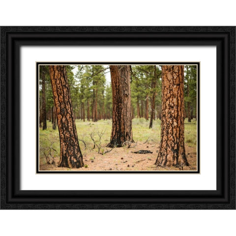 Willamette Natl Forest II Black Ornate Wood Framed Art Print with Double Matting by Berzel, Erin