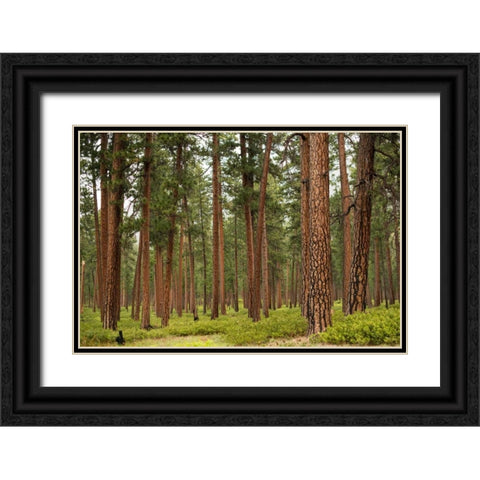Willamette Natl Forest IV Black Ornate Wood Framed Art Print with Double Matting by Berzel, Erin
