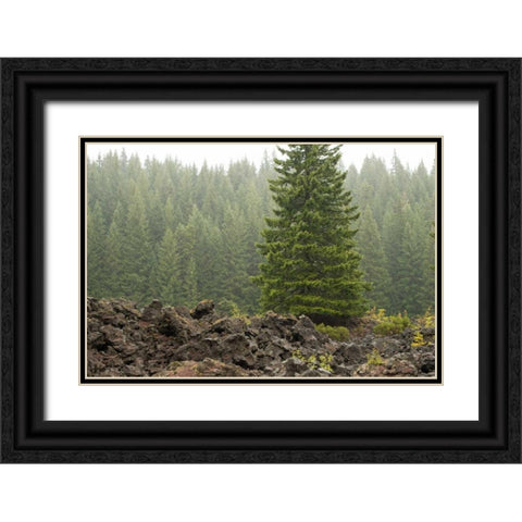 Willamette Natl Forest VI Black Ornate Wood Framed Art Print with Double Matting by Berzel, Erin