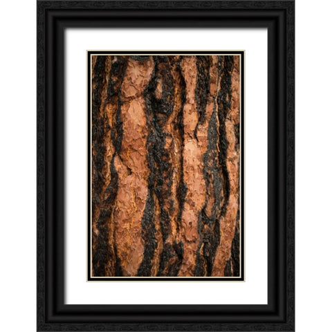 Oregon Pine I Black Ornate Wood Framed Art Print with Double Matting by Berzel, Erin
