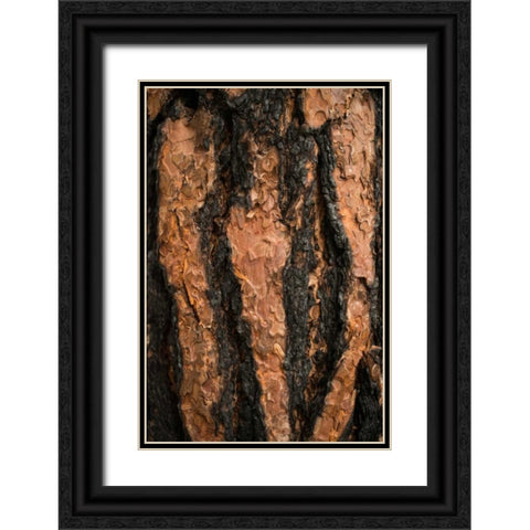 Oregon Pine II Black Ornate Wood Framed Art Print with Double Matting by Berzel, Erin