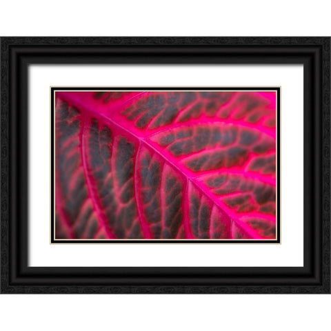 Pink Leaf II Black Ornate Wood Framed Art Print with Double Matting by Berzel, Erin