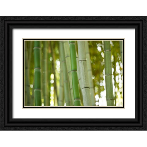 Bamboo and Bokeh I Black Ornate Wood Framed Art Print with Double Matting by Berzel, Erin